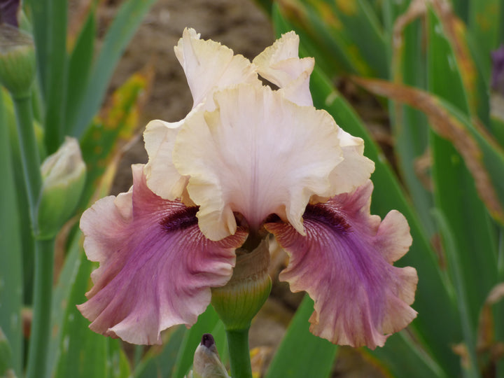 Miss Purl | Tall Bearded Iris – Schreiner's Gardens