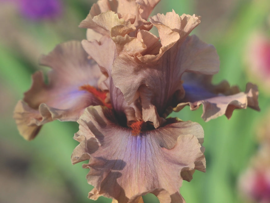 Mocha Frappe – Schreiner's Gardens