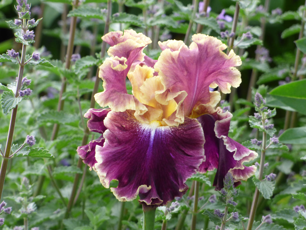 Montmartre | Tall Bearded Iris – Schreiner's Gardens