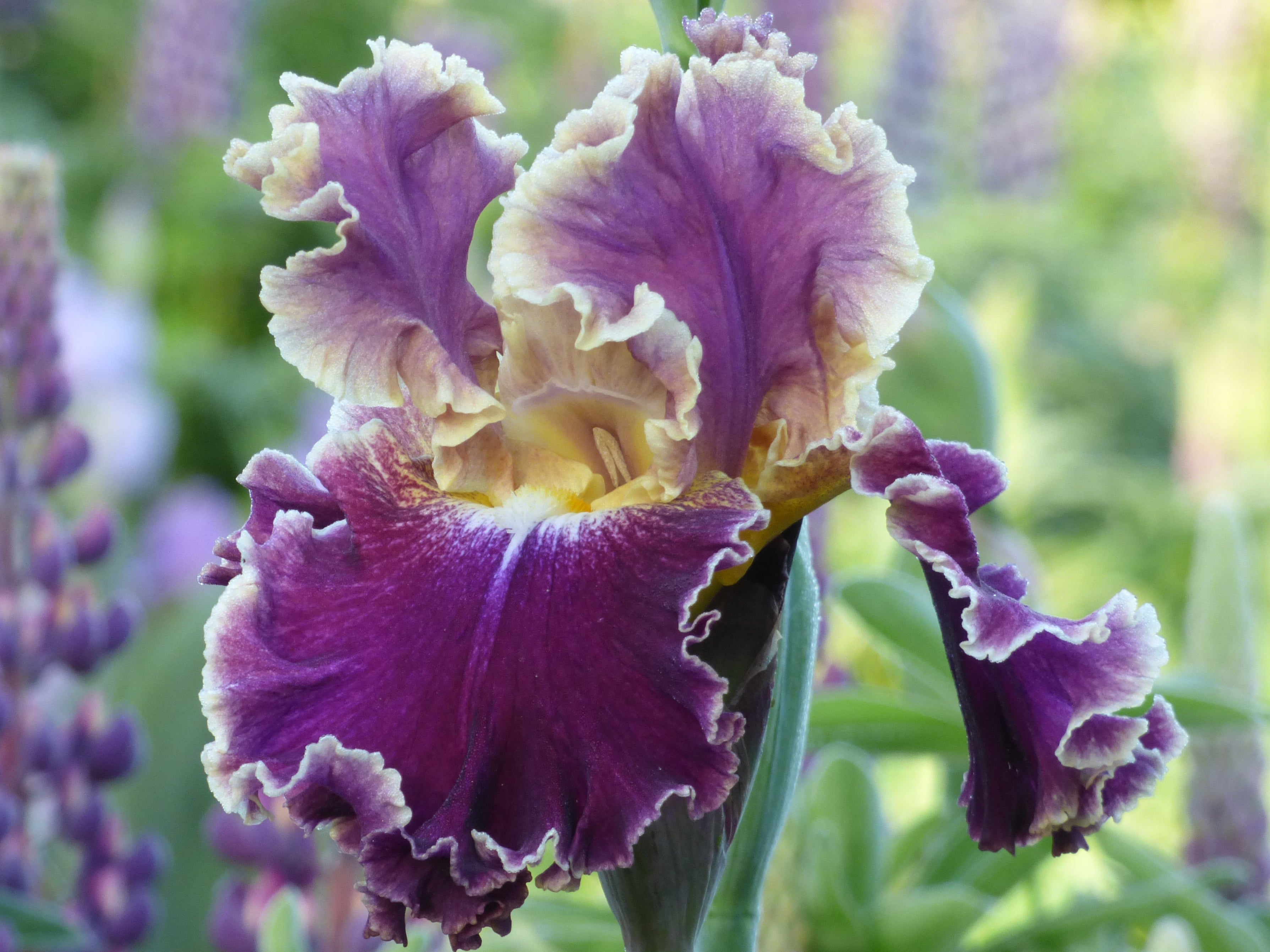 Montmartre | Tall Bearded Iris – Schreiner's Gardens