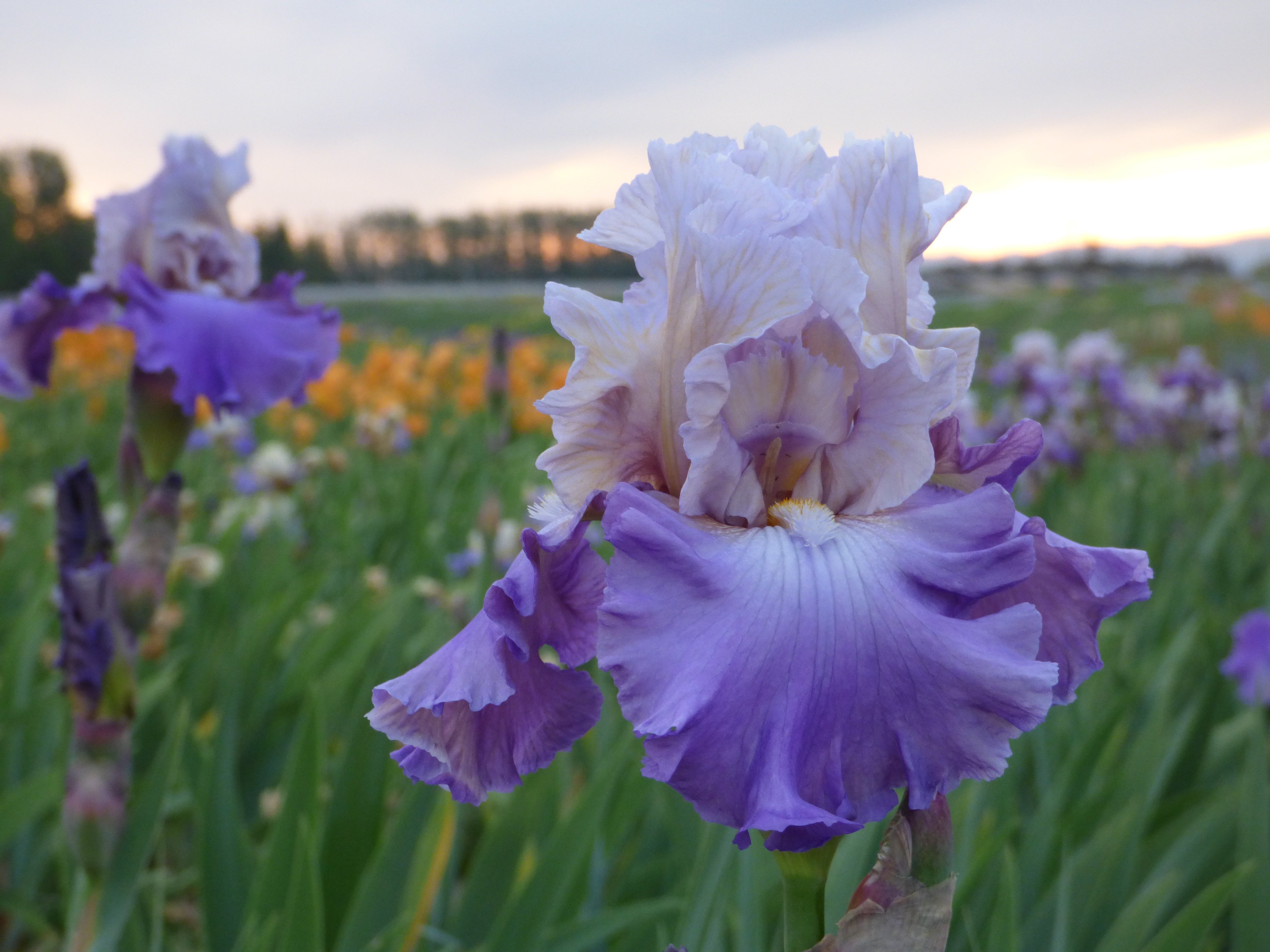 Mother Earth | Tall Bearded Iris – Schreiner's Gardens