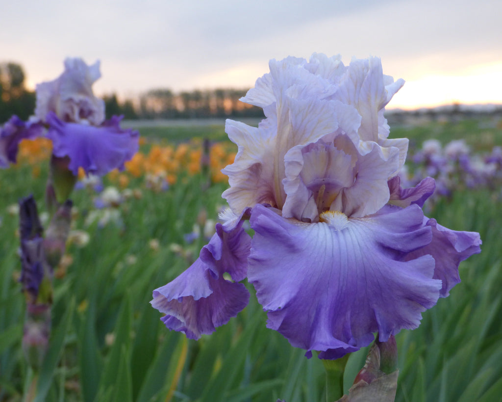 Mother Earth | Tall Bearded Iris – Schreiner's Gardens