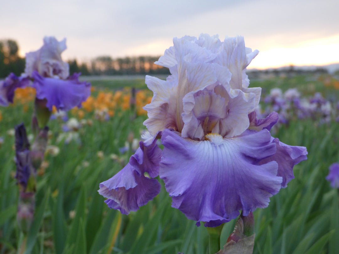 MotherEarth_2_1080x.jpg?v=