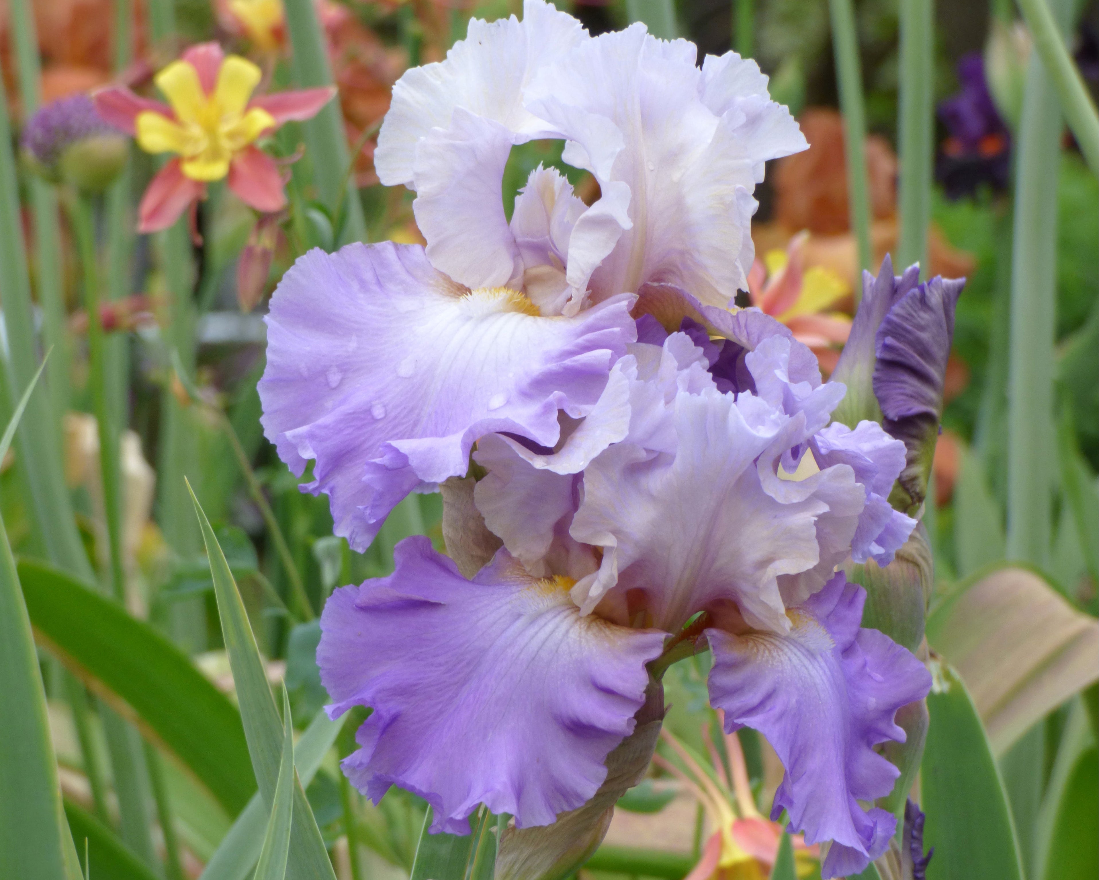 Mother Earth | Tall Bearded Iris – Schreiner's Gardens