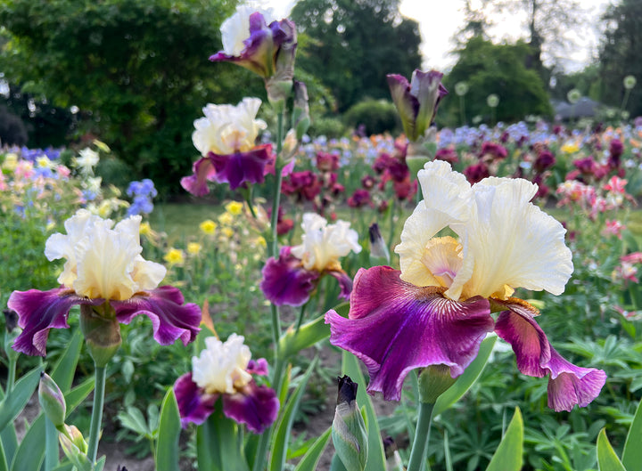 Muscle Shoals | Tall Bearded Iris – Schreiner's Gardens