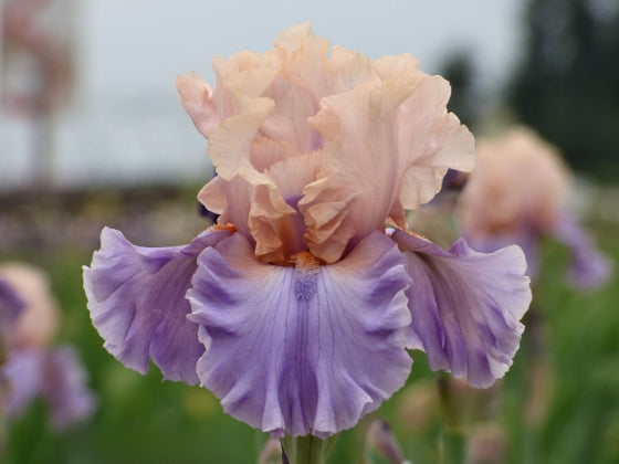 Musical Chairs – Schreiner's Gardens