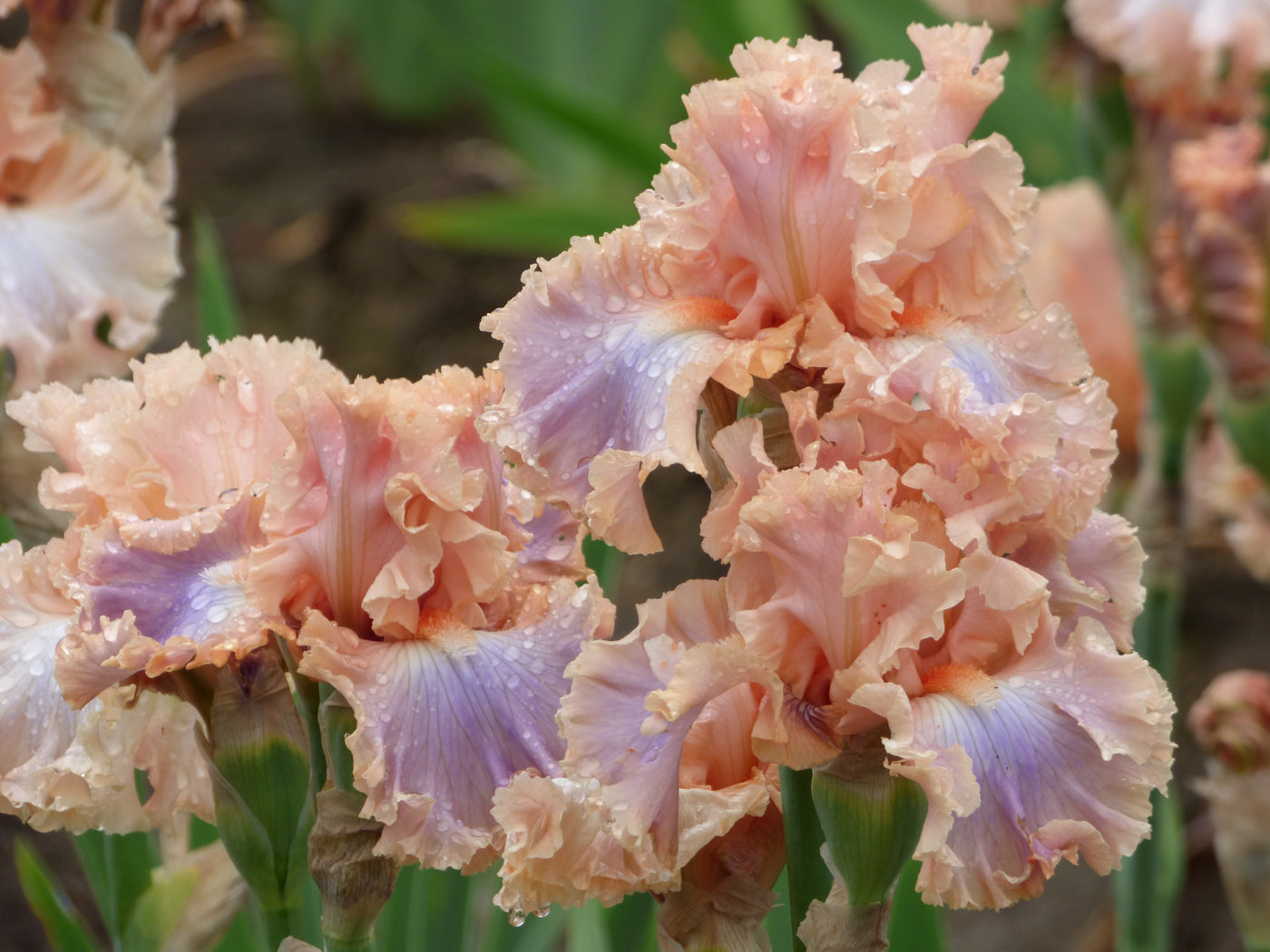 Mythical – Schreiner's Gardens
