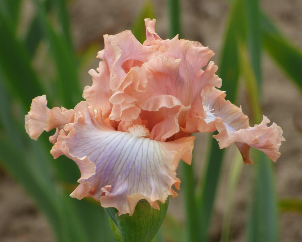 Buy Iris & Daylilies | Iris & Daylily Varieties Joe Ghio Hybrid