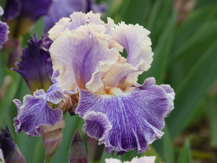 Netizen – Schreiner's Gardens