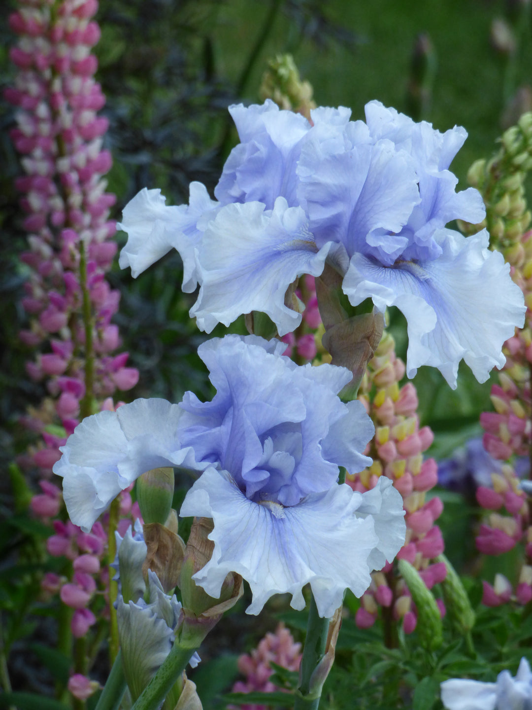 Niagara Mist | Tall Bearded Iris – Schreiner's Gardens