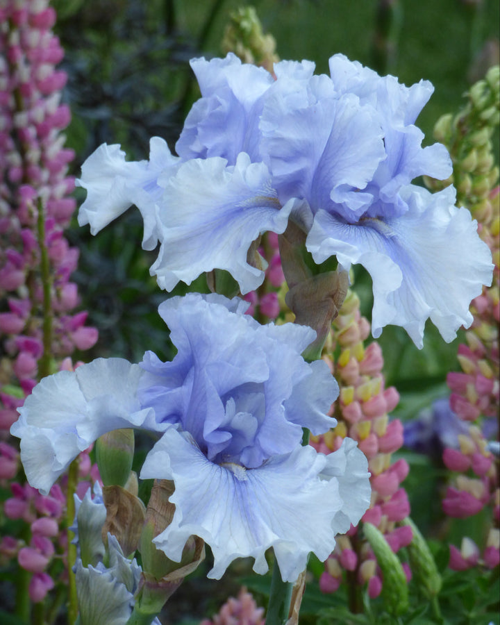 Niagara Mist | Tall Bearded Iris – Schreiner's Gardens