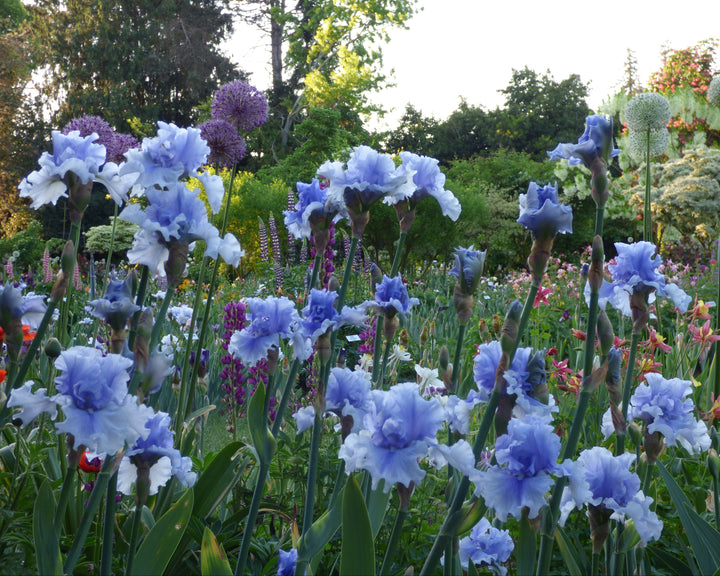 spira of sweden TAROイージーカーテン 142cmx135cm Niagara Mist | Tall Bearded Iris – Schreiner's Gardens