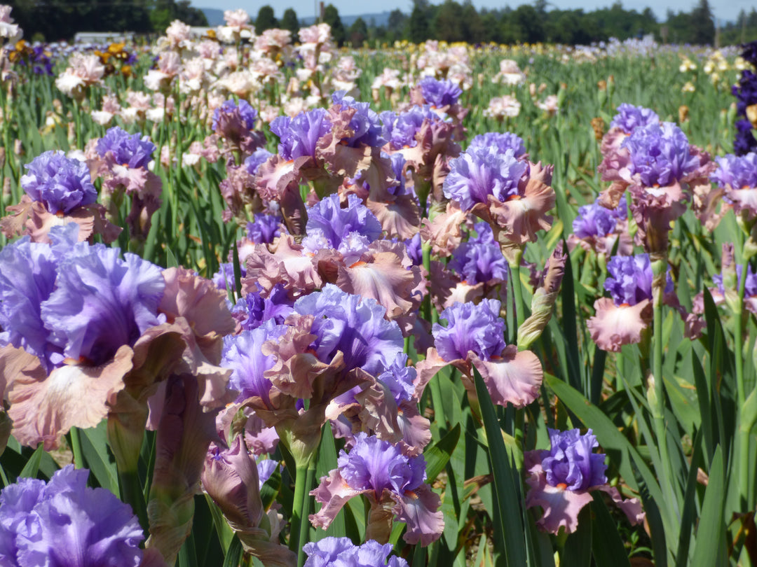 Noticeable – Schreiner's Gardens