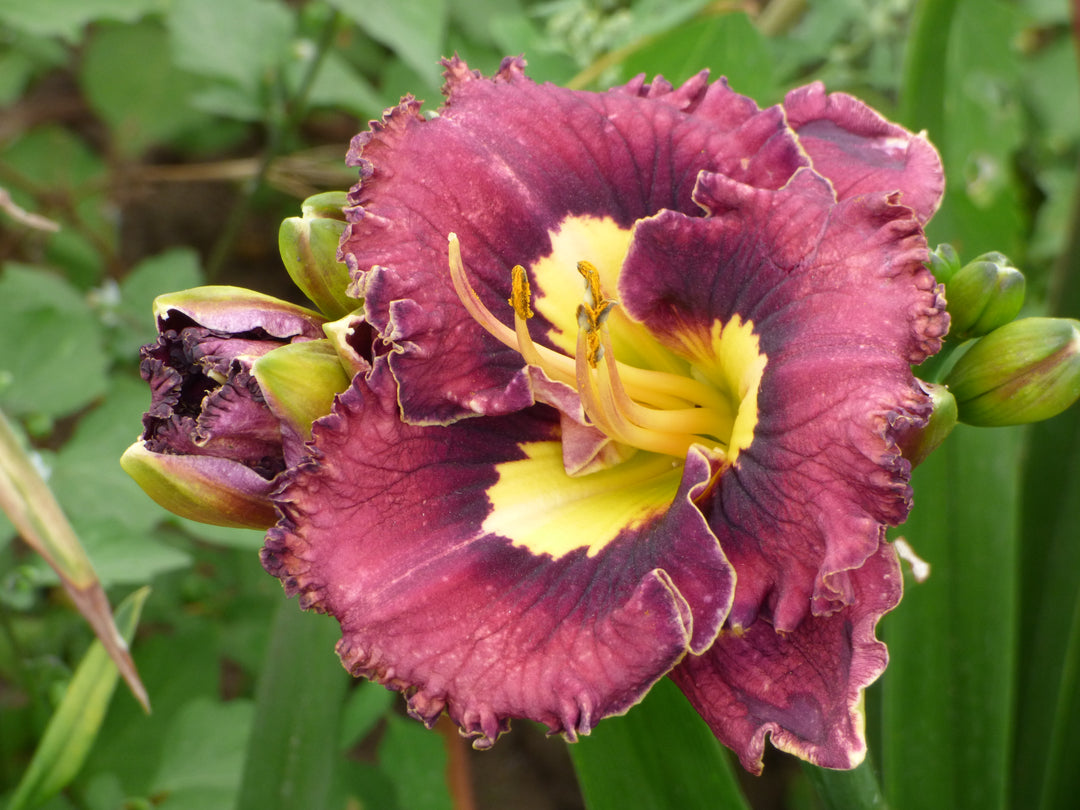 Napa Valley Merlot | Spring Daylily Catalog – Schreiner's Gardens
