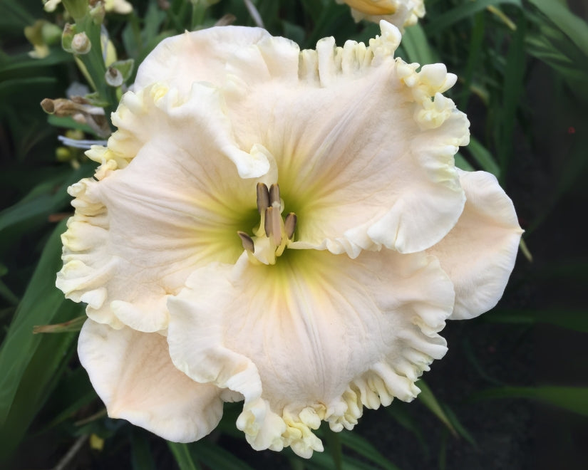 Modern Daylilies|Bill Maryott Daylilies – Page 11 – Schreiner's