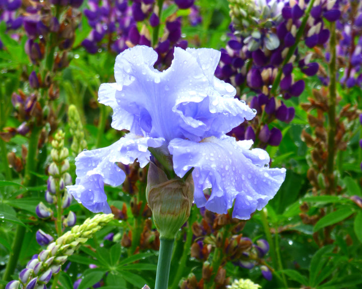 Nestucca Rapids | Tall Bearded Iris – Schreiner's Gardens