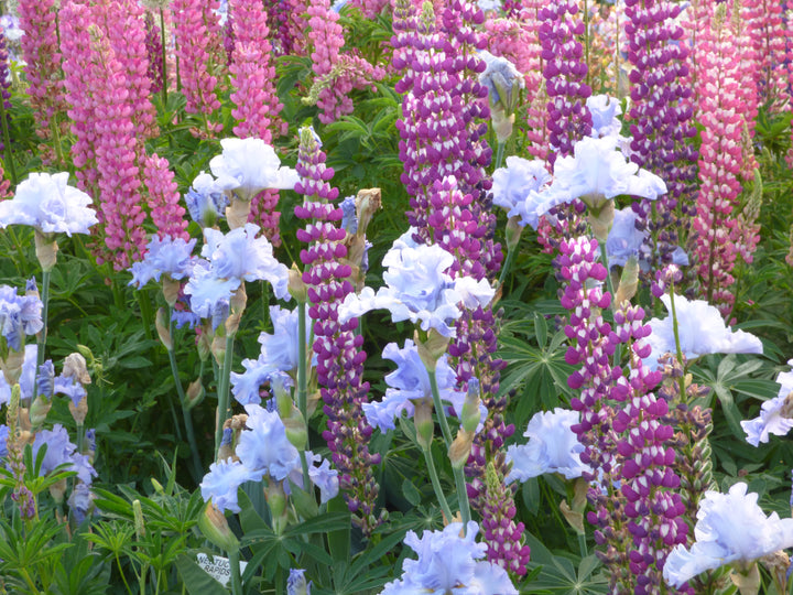 Nestucca Rapids | Tall Bearded Iris – Schreiner's Gardens