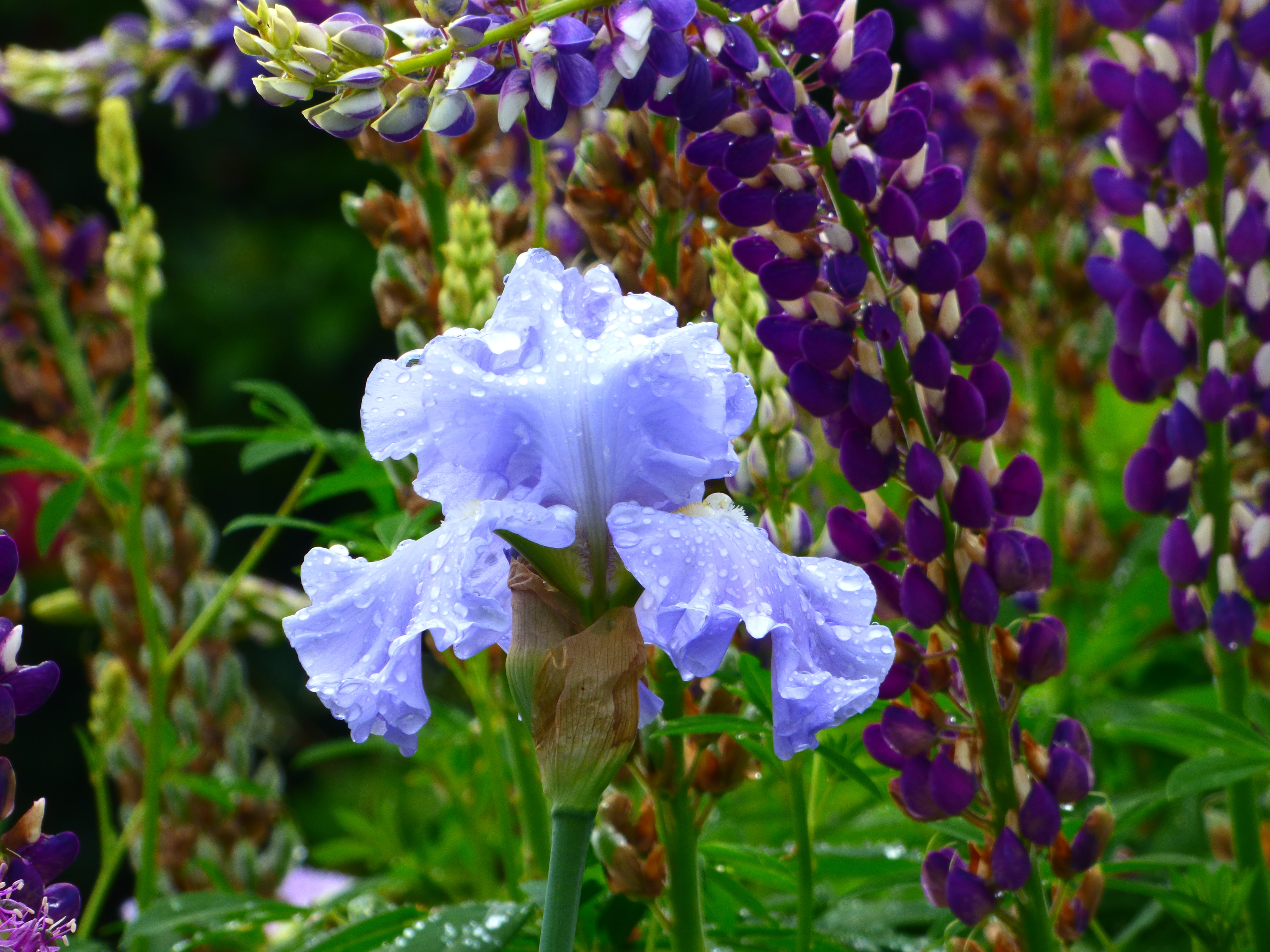 Nestucca Rapids | Tall Bearded Iris – Schreiner's Gardens