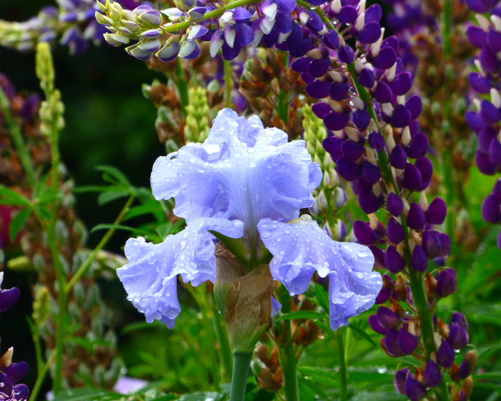 Nestucca Rapids | Tall Bearded Iris – Schreiner's Gardens