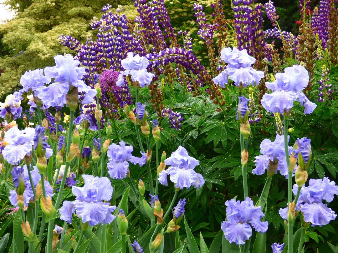Nestucca Rapids | Tall Bearded Iris – Schreiner's Gardens