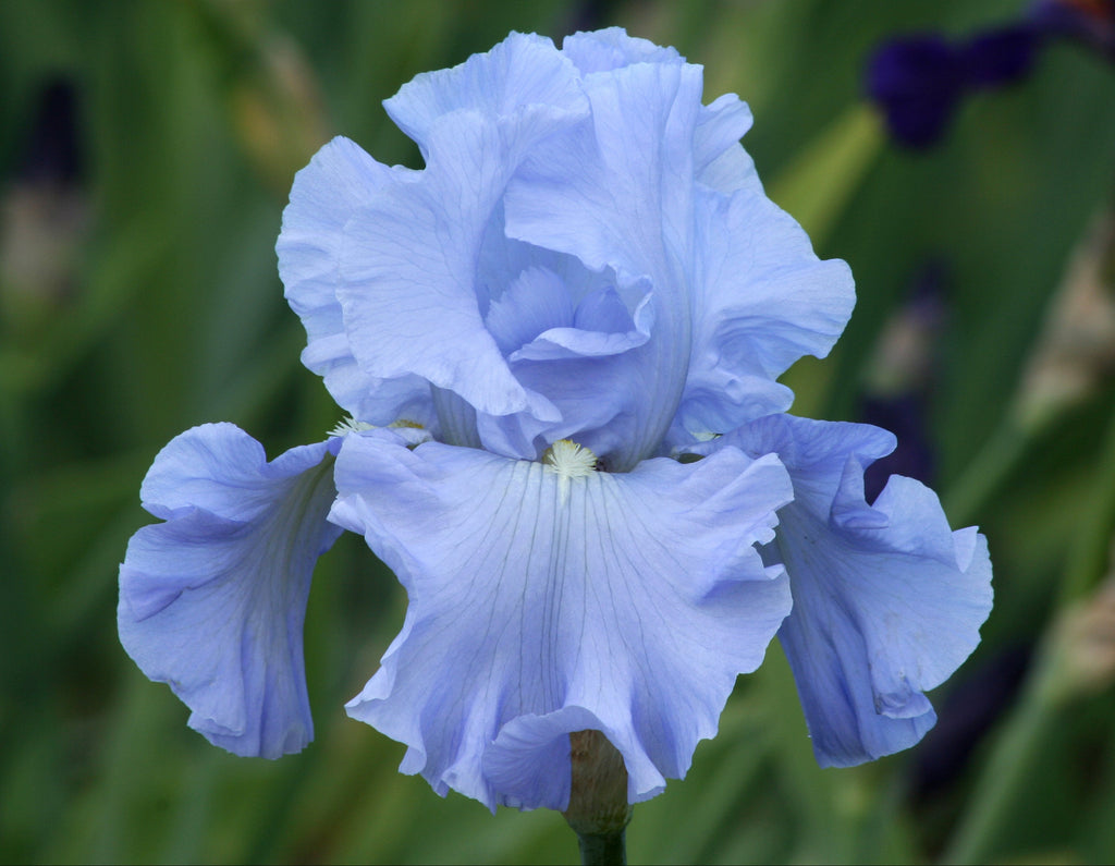 Nestucca Rapids | Tall Bearded Iris – Schreiner's Gardens