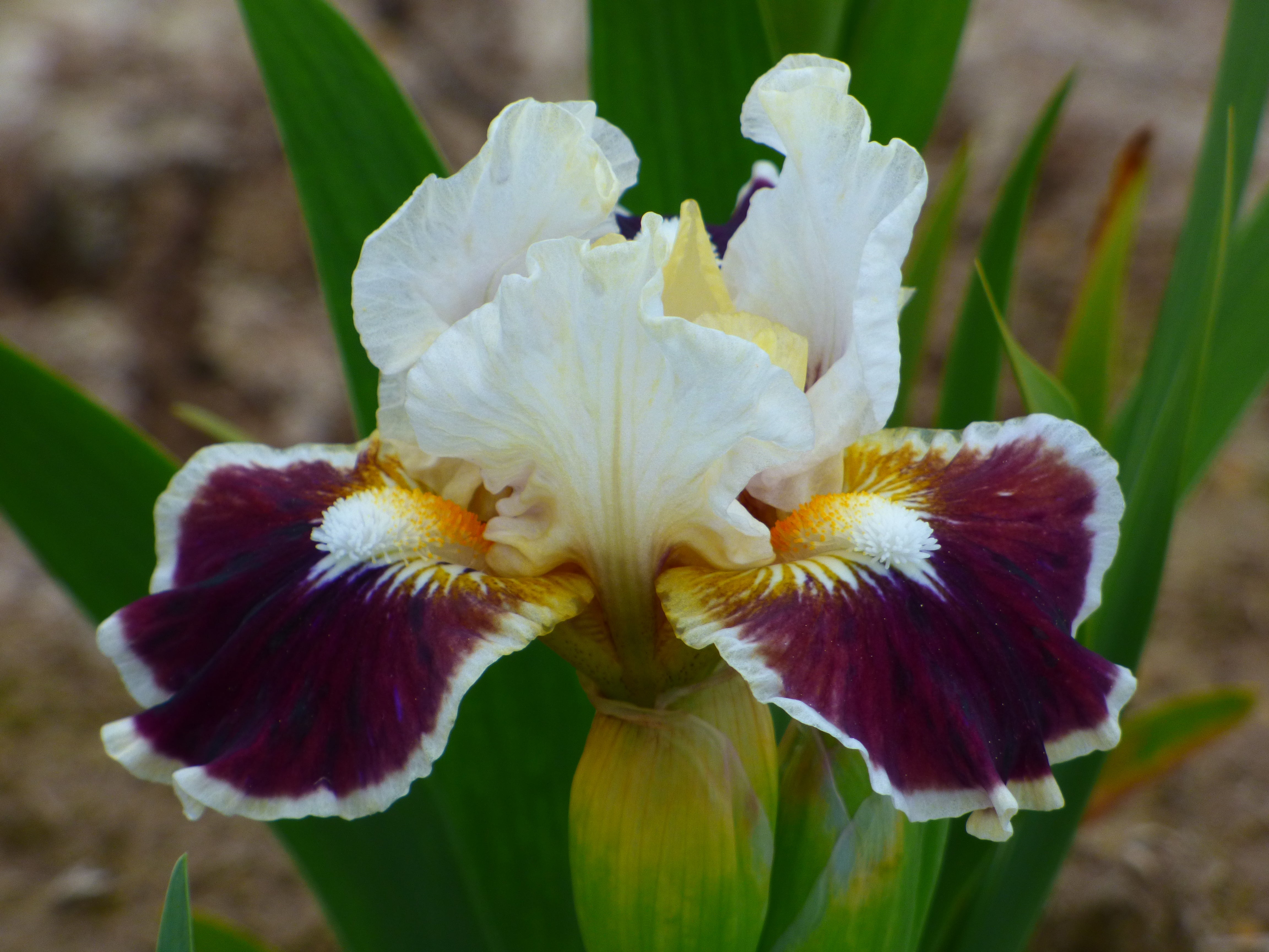 アイカツフレンズ フィオーレヴィオラ Nine Lives | Dwarf Bearded Iris – Schreiner's Gardens