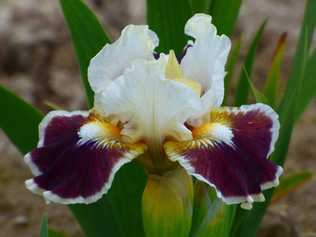 Nine Lives | Dwarf Bearded Iris – Schreiner's Gardens