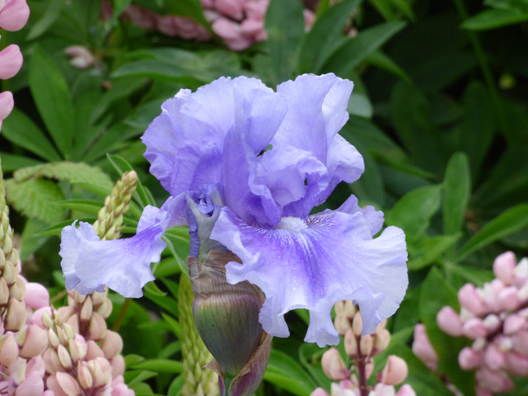 No Count Blues – Schreiner's Gardens