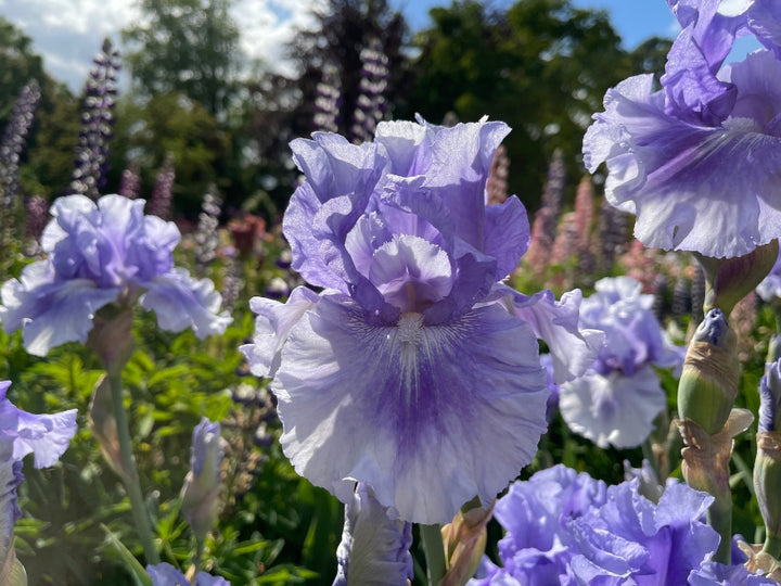 No Count Blues – Schreiner's Gardens