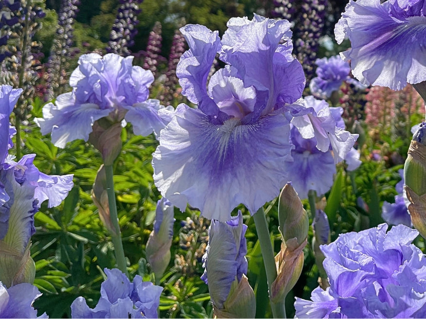 No Count Blues – Schreiner's Gardens