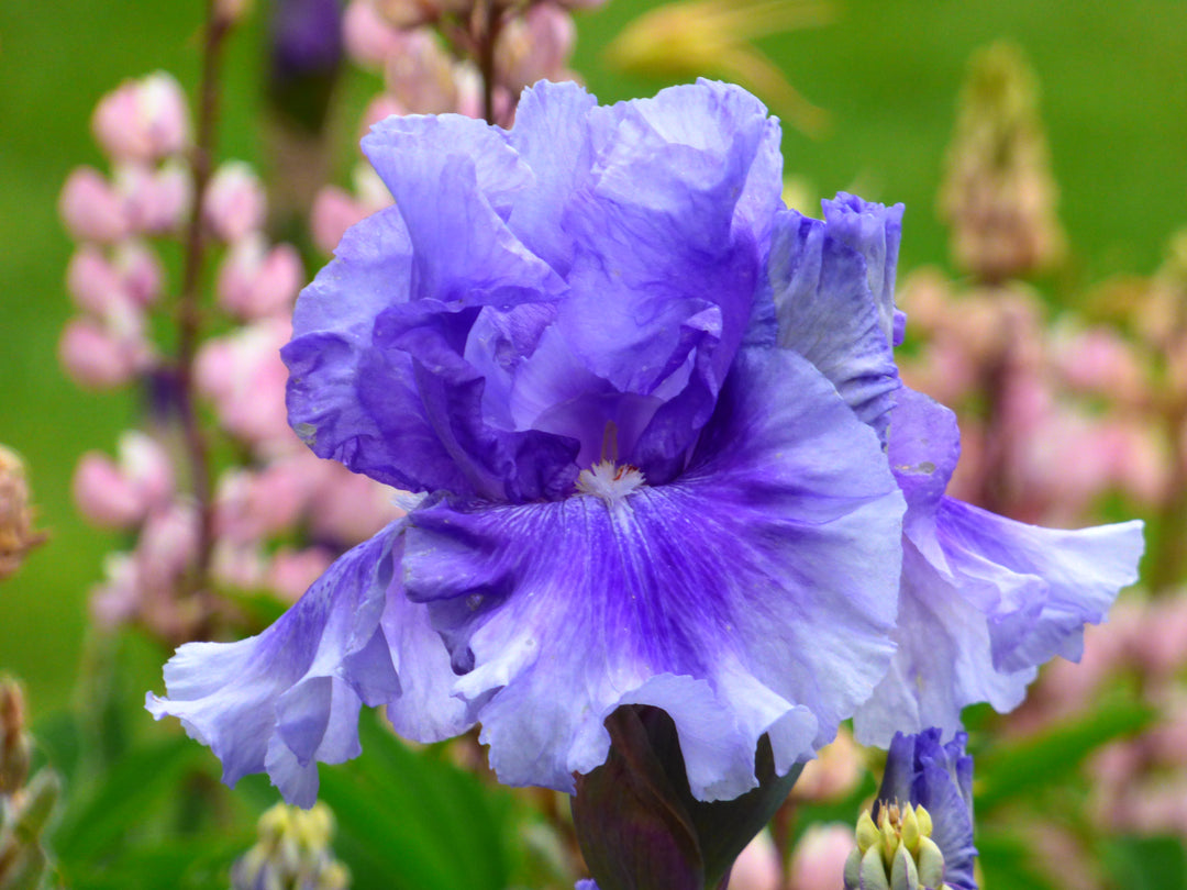No Count Blues – Schreiner's Gardens