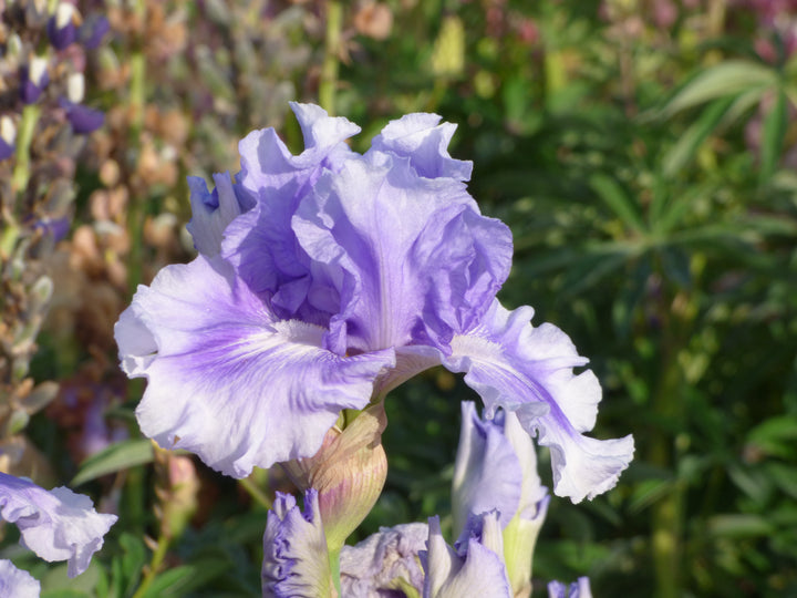 No Count Blues – Schreiner's Gardens