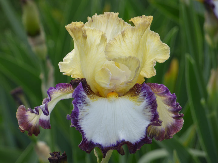 North Star State | Tall Bearded Iris – Schreiner's Gardens