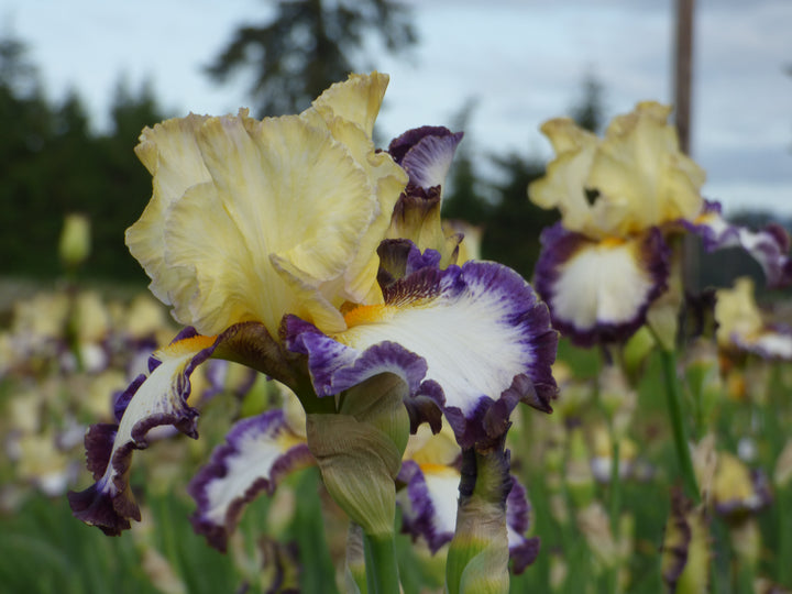 North Star State | Tall Bearded Iris – Schreiner's Gardens