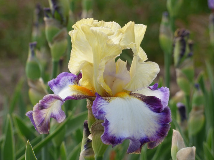North Star State | Tall Bearded Iris – Schreiner's Gardens