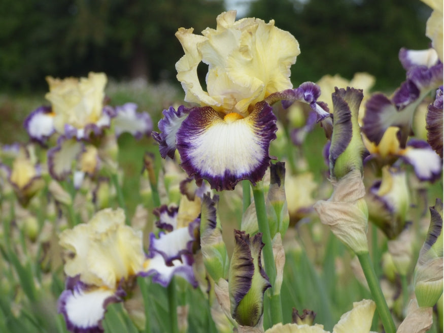 North Star State | Tall Bearded Iris – Schreiner's Gardens