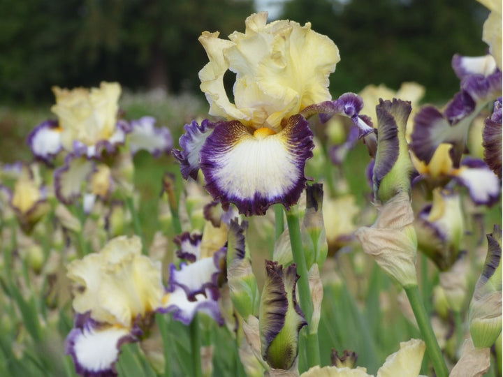 North Star State | Tall Bearded Iris – Schreiner's Gardens