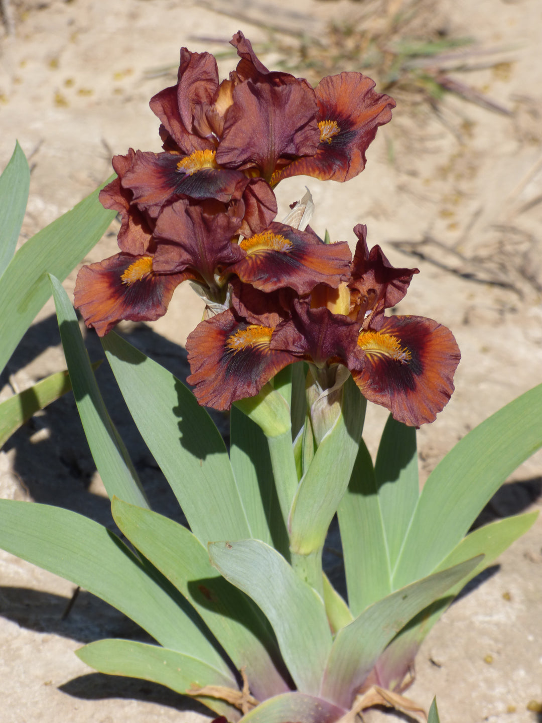 Nosferatu | Dwarf Bearded Iris – Schreiner's Gardens
