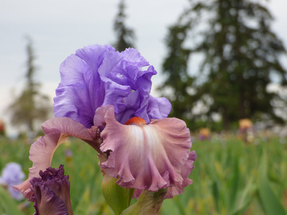 Buy Iris & Daylilies | Iris & Daylily Varieties Joe Ghio Buy Iris & Daylilies | Iris & Daylily Varieties Joe Ghio