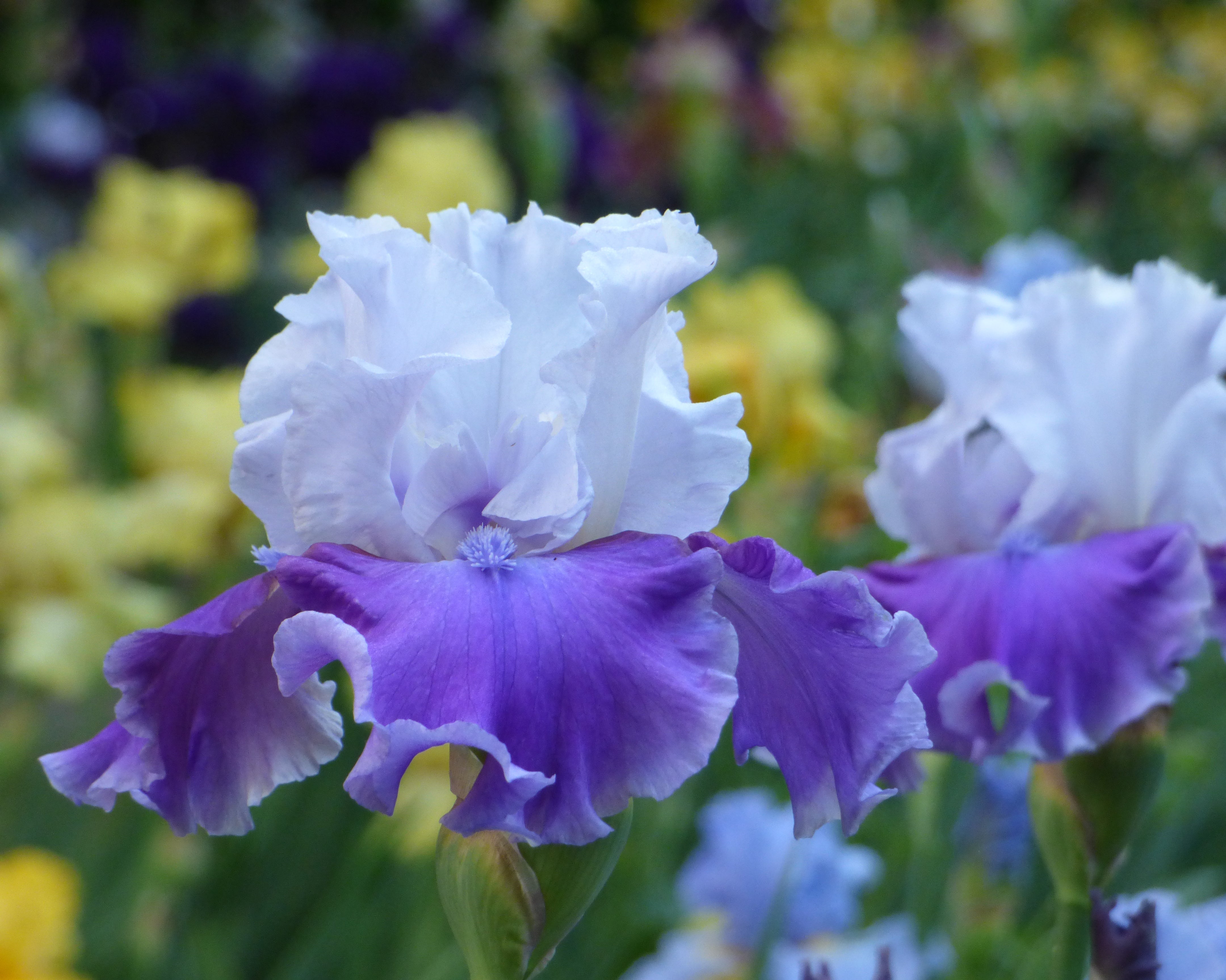 Off The Shoulder | Tall Bearded Iris – Schreiner's Gardens