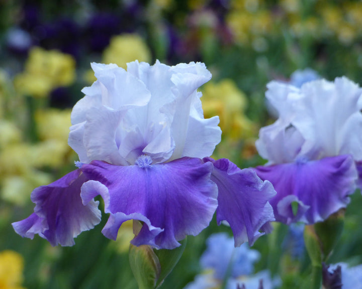 Off The Shoulder | Tall Bearded Iris – Schreiner's Gardens