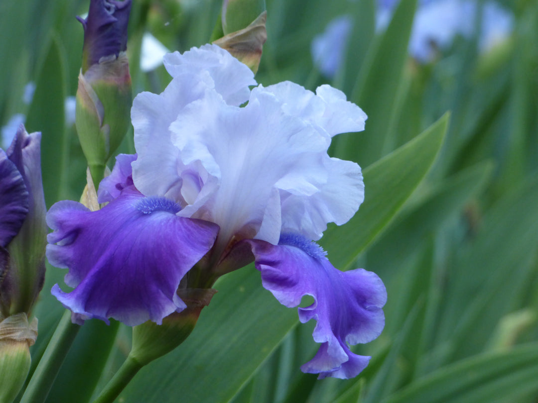 OFFTHESHOULDER_2_1080x.jpg?v=