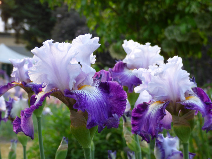 Off Topic | Tall Bearded Iris – Schreiner's Gardens