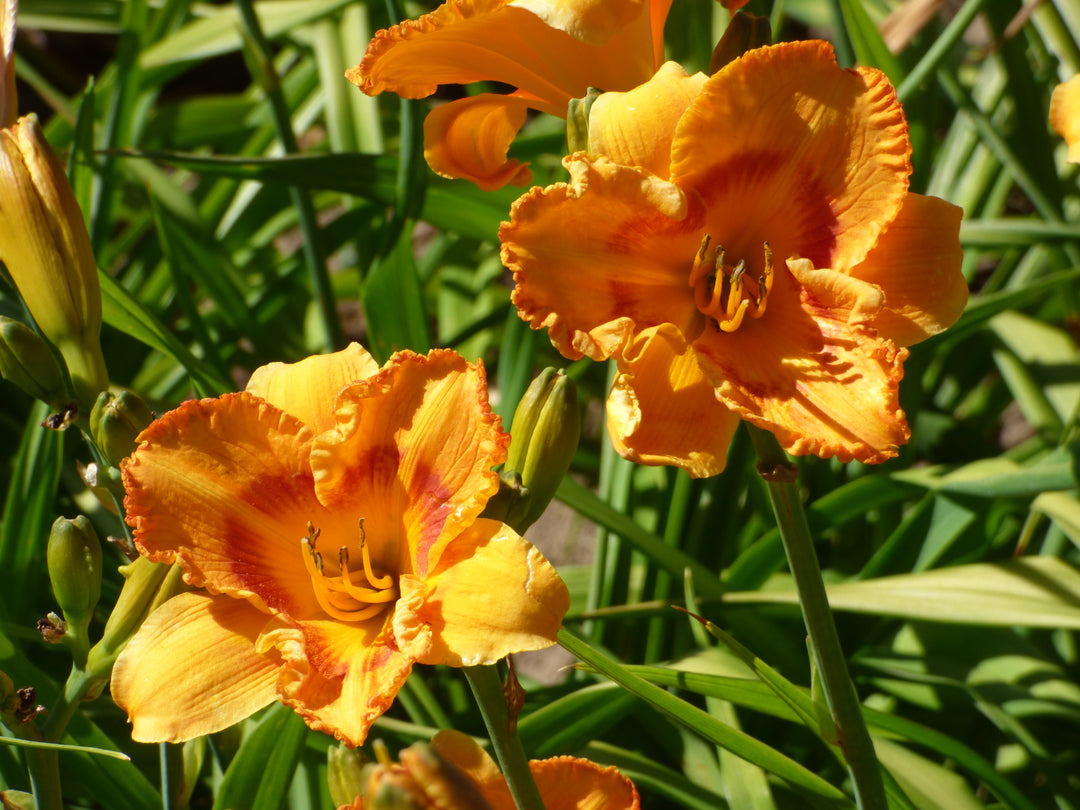 Oktoberfest (Daylily) | Daylily Catalog – Schreiner's Gardens