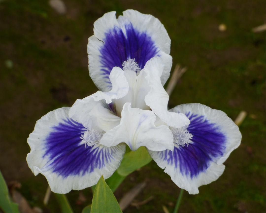 Dwarf Bearded Iris - Small Iris - Schreiner's Gardens Dwarf Bearded Iris - Small Iris - Schreiner's Gardens