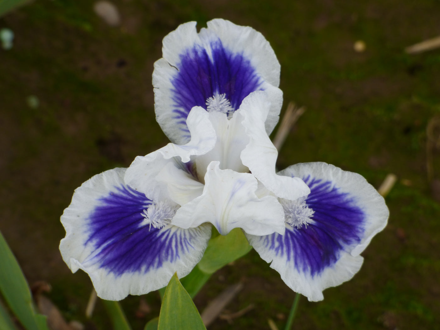 Open Your Eyes | Dwarf Bearded Iris – Schreiner's Gardens