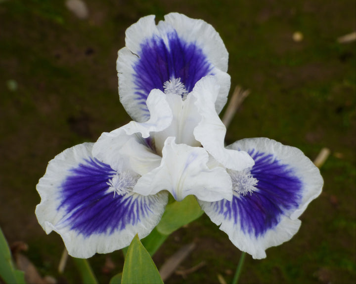 Open Your Eyes | Dwarf Bearded Iris – Schreiner's Gardens