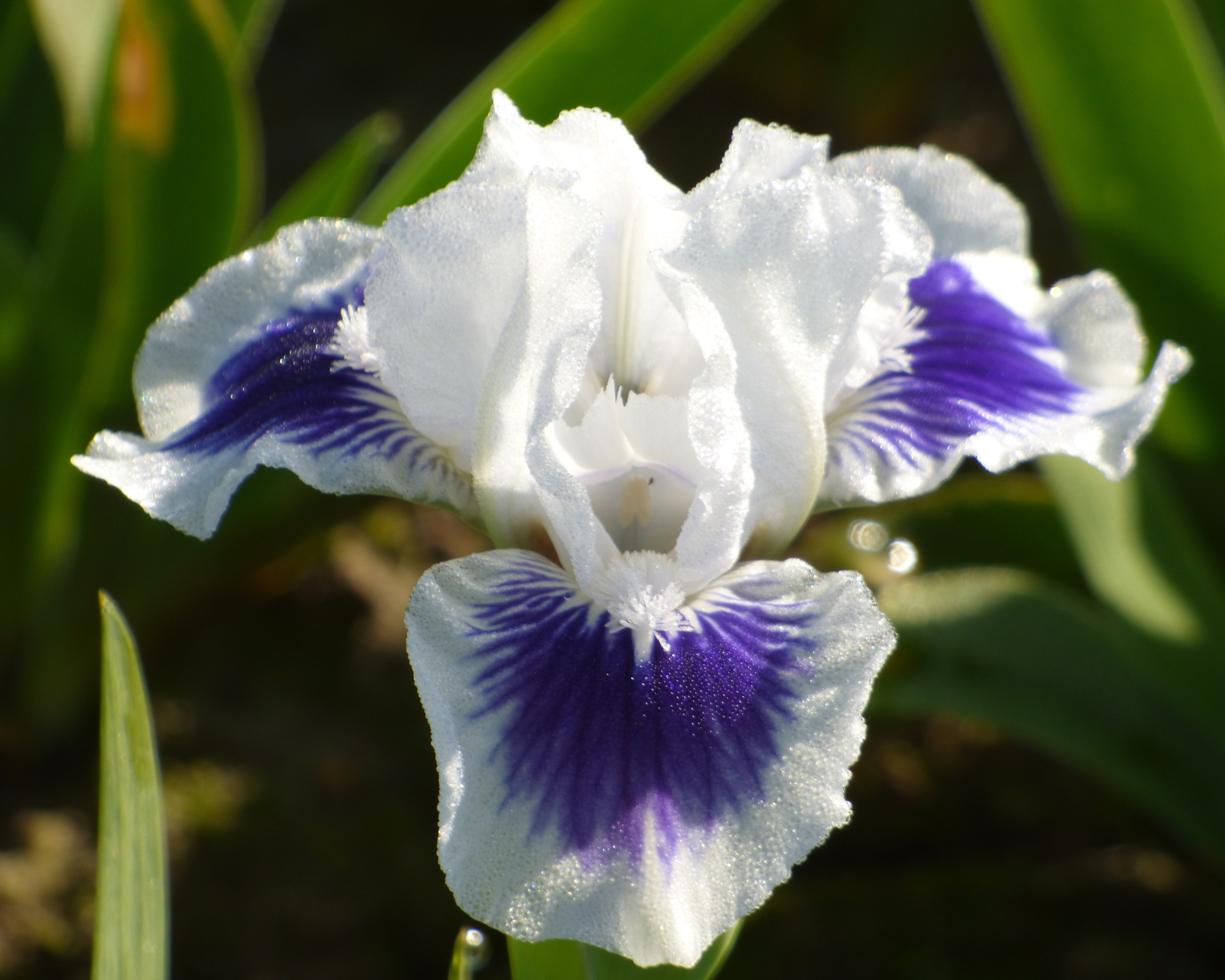 Open Your Eyes | Dwarf Bearded Iris – Schreiner's Gardens