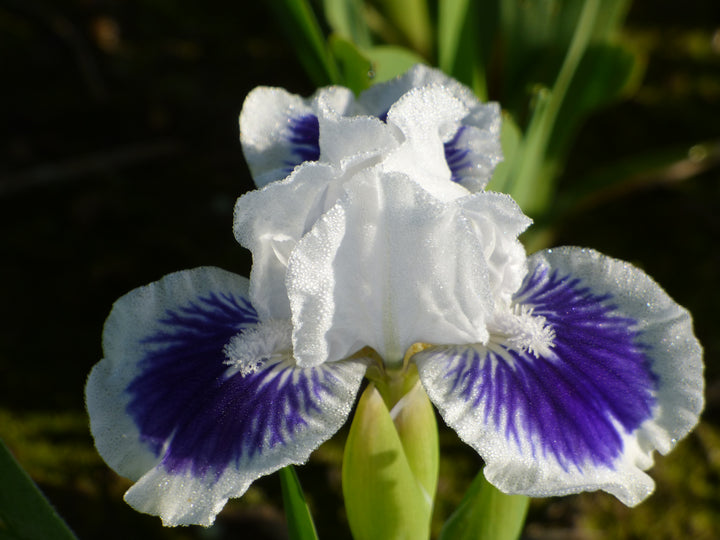 Open Your Eyes | Dwarf Bearded Iris – Schreiner's Gardens