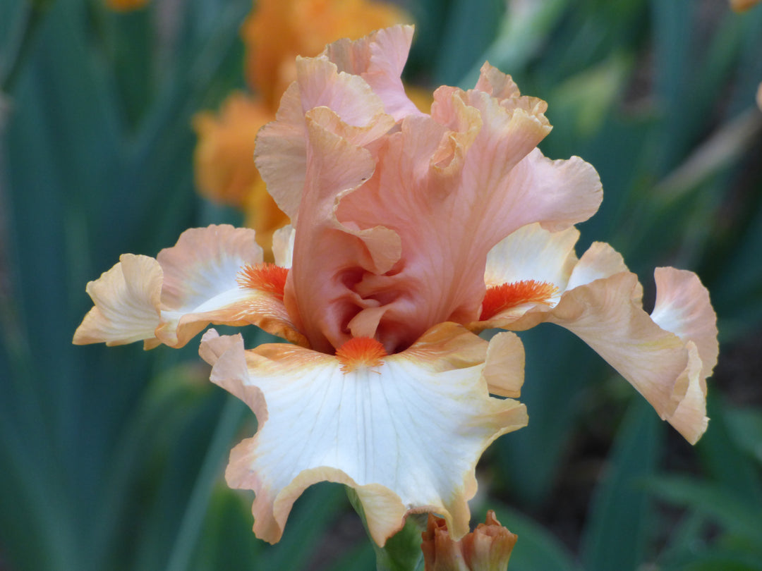 ORANGETITAN_d549dd36-e9cb-422e